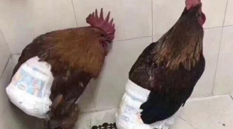 Được biếu gà quê ăn Tết nhưng cách 'đối phó' của chủ nhà thành phố mới khiến mọi người 'chết cười'