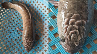 Đúng ngày ông Công ông Táo, xuất hiện con cá lạ có họa tiết 'bông hoa' trên đầu khiến dân mạng xôn xao
