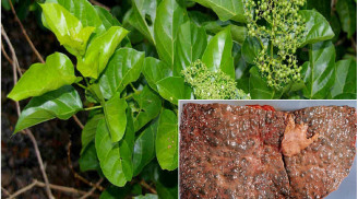 Chỉ với 1 nắm lá sẵn có trong vườn này: Người bị viêm gan, xơ gan đến mấy cũng khỏi trong vòng 2 tháng