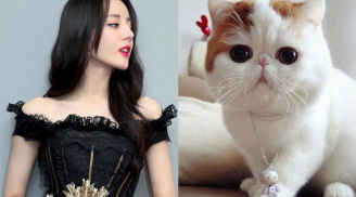 Tử vi Kỷ Hợi 2019: 3 con giáp đầu năm tài vận dồi dào, giữa năm ĐẠI CÁT, cả năm ngập trong biển tiền