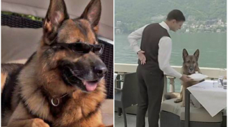 Bất ngờ với chú chó giàu nhất thế giới sở hữu tài sản KHỦNG, có 12 bảo mẫu riêng