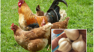 Chủ trang trại gà mách độc chiêu cho gà ĂN TỎI: Gà lớn nhanh như thổi, thịt săn chắc, thơm ngon gấp 10 lần