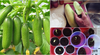 Hướng dẫn mẹ cách trồng dưa chuột trong thùng xốp SAI QUẢ, SIÊU SẠCH chẳng sợ ấu trùng giun sán