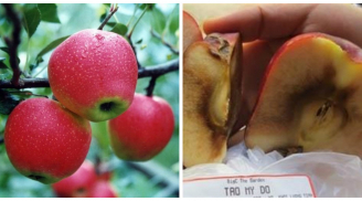 Người bán táo không bao giờ muốn bạn biết điều này, hãy đọc ngay để biết cách chọn táo ngon ngọt không tiêm thuốc
