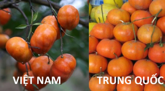 Mách mẹ cách đơn giản phân biệt cam quýt Việt Nam và Trung Quốc chuẩn 100%