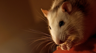 Làm giàu từ 1 con chuột chết: Bài học thấm thía ai cũng cần nếu muốn giàu nhanh và bền vững