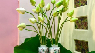7 loại hoa bài trí trong phòng khách ắt trừ được tà, lại mang đến nhiều tài khí, may mắn cho gia chủ