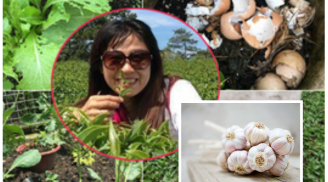 Người làm vườn lâu năm 'hiến kế' diệt sạch sâu bệnh cho rau chỉ với tỏi và vỏ trứng vô cùng đơn giản