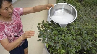 Thấy vợ ngày nào cũng đỏ nước gạo ra vườn, chồng dò theo và phát hiện điều 'bí mật' sau 2 ngày