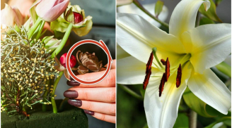 Người bán hoa sẽ không bao giờ tiết lộ: Mẹo 'thần thánh' giúp hồi sinh hoa héo đúng trong 3 giây