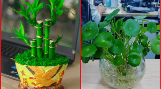 12 con giáp cứ trồng cây phong thủy này để hút vận may, gia tăng lộc khí, gọi lộc về nhà