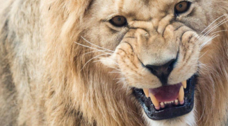 Chuyện sư tử mất mạng vì 1 vết thương: Cách 'bắt bệnh' của sư tử già khiến tất cả thán phục