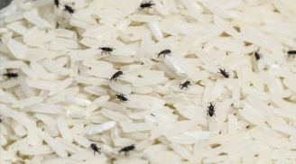 Mọt đen khiến gạo mất sạch chất dinh dưỡng, nắm mẹo này để đuổi chúng đi nhằm bảo vệ sức khỏe gia đình