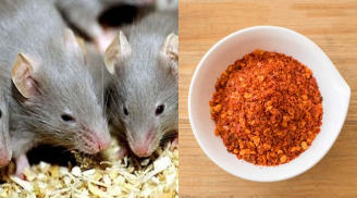 Lũ chuột sẽ sợ khiếp vía, 'một đi không trở lại' nếu bạn biết cách này