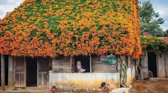 Xuất hiện ngôi nhà gỗ phủ kín hoa ở Lâm Đồng khiến ai cũng muốn đến 'sống ảo' một lần
