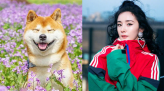 Cuối tháng 11, đây là 3 con giáp may mắn dồn dập, đỏ hết phần thiên hạ