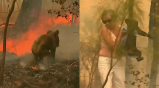 Người phụ nữ cởi áo, bất chấp lao vào 'biển lửa' giải cứu chú gấu Koala đang kêu khóc làm ai cũng rưng rưng