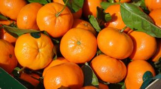 Cách chọn cam Canh ngon ngọt, căng mọng nước trăm quả như một