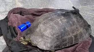 Người đàn ông bất chấp câu trộm cá thể rùa nặng 15kg ở hồ Gươm