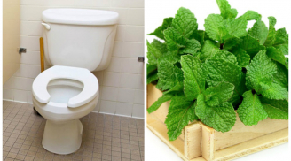 Đặt bó rau bạc hà trong nhà vệ sinh công dụng cực kỳ thần thánh, ai cũng nên biết