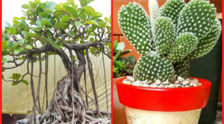 Cuối năm chớ dại mà mua loại cây này về nhà kẻo chặn cửa thần Tài, 'quét sạch' vận may của cả gia đình