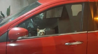 Không bị may mắc kẹt trong ô tô của hàng xóm, chú mèo đã leo lên ghế lái rồi bật đèn xe kêu cứu