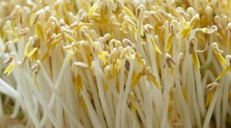 Làm giá đỗ bằng rổ tướng khó ai ngờ dễ không tưởng, cả nhà ăn không hết
