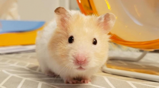 Trước thềm năm mới Canh Tý 2020, chuột hamster bất ngờ được săn lùng ráo riết