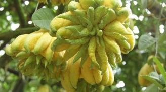 Bí quyết chọn phật thủ tươi lâu giúp hút tài lộc vào nhà, ai cũng nên biết