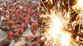 Gần 250 con gà lăn đùng ra chết chỉ trong một đêm vì... nghe tiếng pháo hoa