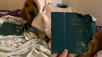 Bực tức vì cuốn hộ chiếu bị cắn nát, cô gái không ngờ chó cưng đã giúp mình thoát khỏi virus corona