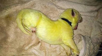 Hy hữu: Chú chó sinh ra có bộ lông màu vàng chanh lạ đời khiến chủ nhân không khỏi xúc động
