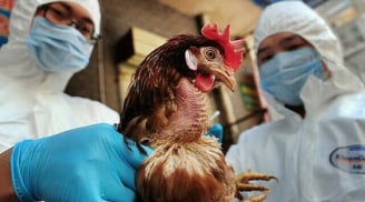 Phát hiện thêm ba ổ dịch cúm gia cầm H5N6