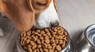 Chủ công ty ăn thực phẩm dành cho chó suốt 30 ngày để chứng minh chất lượng sản phẩm