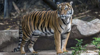 Phát hiện con hổ đầu tiên trên thế giới nhiễm Covid-19 trong sở thú