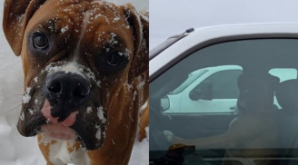 Bị chủ nhân bỏ lại trong xe, chú chó có hành động 'cực gắt'
