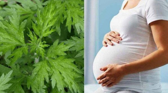Lương y hướng dẫn mẹ bầu ăn rau ngải cứu đúng cách, an thai, con tăng cân mạnh