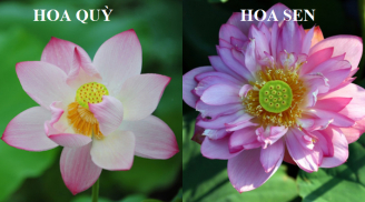 Hoa sen - hoa quỳ giống nhau như đúc, đây là cách phân biệt chuẩn 100% để tránh bị đánh lừa