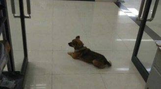 Chủ mất vì Covid-19, chú chó vẫn trung thành chờ đợi ròng rã suốt 3 tháng ở sảnh bệnh viện