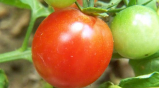 Mẹo chọn cà chua ngon, không hóa chất, an toàn cho gia đình bạn