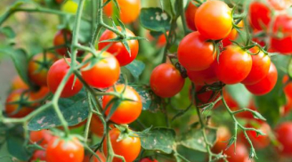 Lướt nhìn cà chua 3 giây biết ngay quả nào chín tự nhiên, quả nào chín ép bằng hóa chất