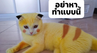 Hé lộ sự thật về chú mèo cưng lông vàng như Pikachu từng gây sốt trên cộng đồng mạng