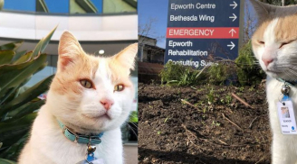 Thanh niên mèo được tuyển vào làm nhân viên chính thức sau 1 thời gian “mặt dày” lang thang trong bệnh viện