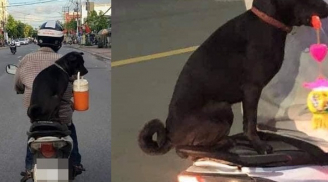 Chú chó 'hot' trên MXH: Sáng mang cặp lồng tối mang đèn đi chơi, ngồi xe máy dạo quanh phố