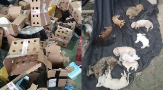 5.000 thú cưng đặt nuôi qua mạng chết trong thùng carton ở Trung Quốc