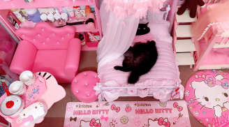 Cuộc sống 'nhung lụa' của chú mèo đen trong căn phòng màu hồng: Chi phí sinh hoạt từ 3 đến 5 triệu đồng/tháng