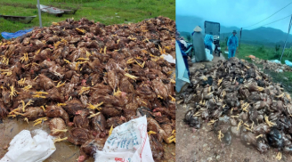 10.000 con gà chết chất thành đống sau lũ, người nông dân 'khóc ròng'