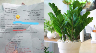 Bé 5 tuổi bị ngộ độc vì nhai lá cây kim tiền: Cảnh báo 5 loại cây có độc nhiều nhà đang trồng