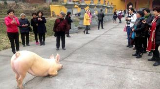 Clip: Chú lợn quỳ gối hàng tiếng đồng hồ trước cửa chùa khi bị bắt tới lò mổ