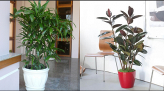 10 loại cây nên trồng trong nhà để hút bức xạ wifi, lọc sạch không khí và tăng tuổi thọ